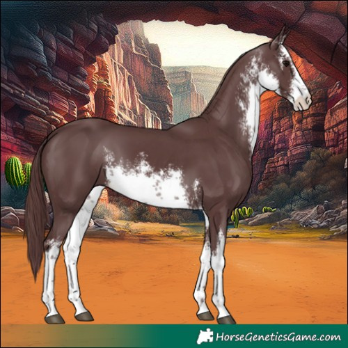 Horse Color:White Spotted Chocolate Black 