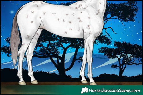 Horse Color:White Spotted Chocolate Black Sabino 