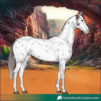 Horse Color:White Spotted Chocolate Black Sabino 