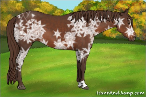Horse Color:Liver Chestnut Ice 