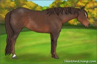 Horse Color:Liver Chestnut Sabino