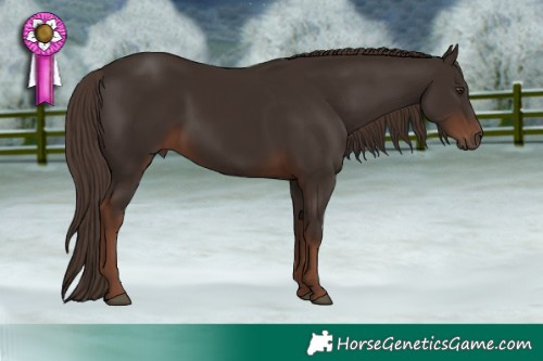 Horse Color:Liver Chestnut 