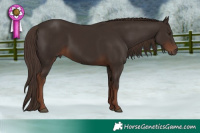 Horse Color:Liver Chestnut 