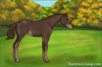 Horse Color:Liver Chestnut Varnish 