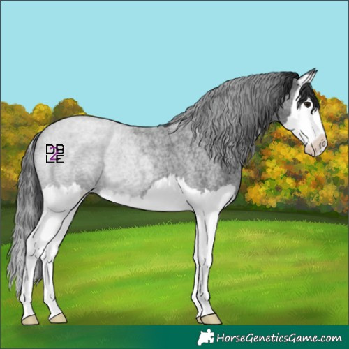 Horse Color:Blue Roan Splash