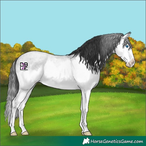 Horse Color:Blue Roan Splash 