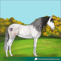 Horse Color:Brown Roan Sabino Splash 