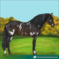 Horse Color:White Spotted Brown 