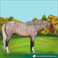 Horse Color:Gray Silver Bay Roan 