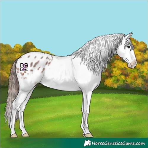 Horse Color:Brown Roan Appaloosa 