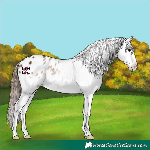 Horse Color:White Spotted Brown Appaloosa 