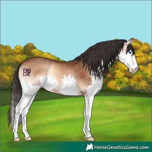 Horse Color:Bay Onyx Splash 