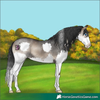 Horse Color:Blue Onyx Splash 