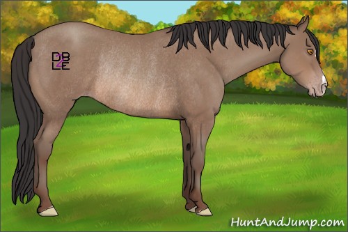 Horse Color:Sable Champagne Rabicano