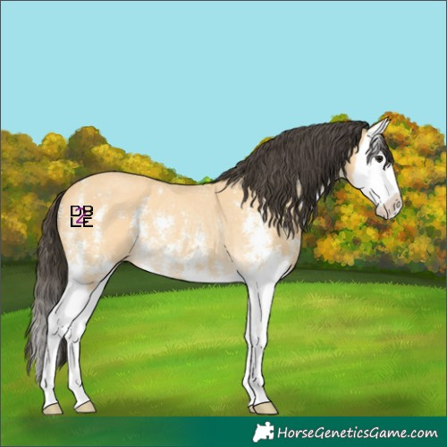 Horse Color:Buckskin Sabino Splash Rabicano 