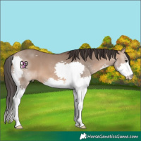 Horse Color:Bay Dun Splash 