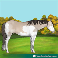Horse Color:Bay Dun Splash 