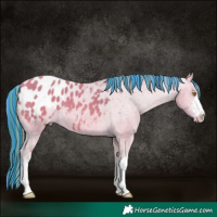 Horse Color:Platinum Painted White Spotted Amber Champagne Appaloosa 