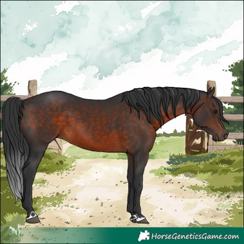 Horse Color:Brown 