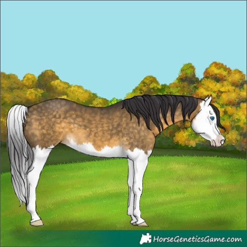 Horse Color:Buckskin Dun Splash 