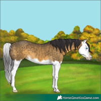 Horse Color:Buckskin Dun Splash 