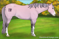 Horse Color:Platinum Painted Buckskin Dun Sabino Appaloosa 