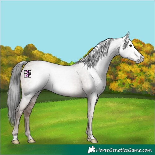Horse Color:Gray Classic Champagne 