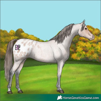 Horse Color:Bay Roan Appaloosa 