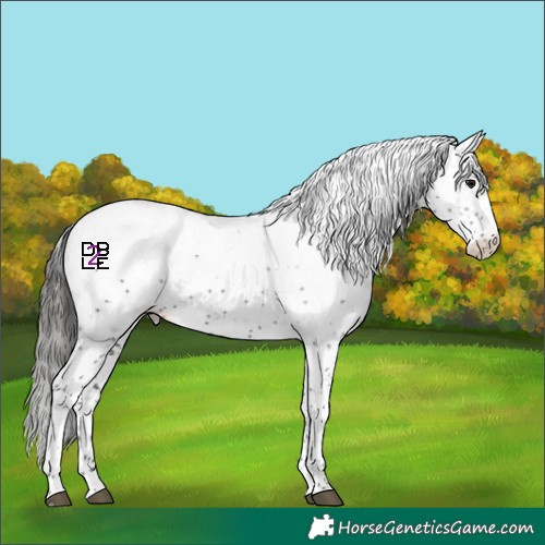 Horse Color:White Spotted Black Sabino Appaloosa 