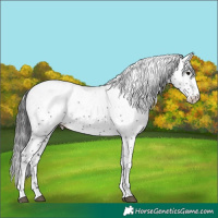 Horse Color:White Spotted Black Sabino Appaloosa 