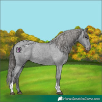 Horse Color:Black Tobiano Appaloosa 