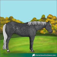 Horse Color:Silver Black Chinchilla
