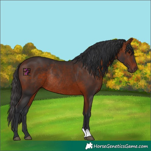 Horse Color:Bay Rabicano