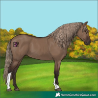 Horse Color:Liver Red Dun Tobiano Rabicano