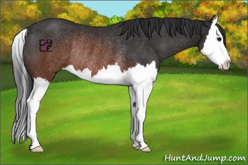 Horse Color:Brown Splash Rabicano