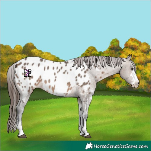 Horse Color:Brown Dun Sabino Near Leopard