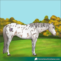 Horse Color:Brown Dun Sabino Appaloosa 