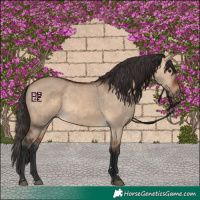 Horse Color:Bay Dun