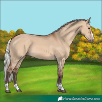 Horse Color:Silver Bay Dun 