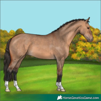 Horse Color:Bay Dun