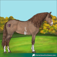 Horse Color:Liver Red Dun Sabino 