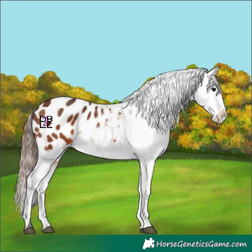 Horse Color:Bay Appaloosa 