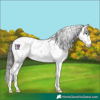 Horse Color:White Spotted Bay Mushroom Sabino Rabicano 