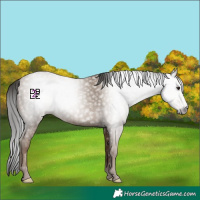 Horse Color:Gray Classic Champagne Rabicano 