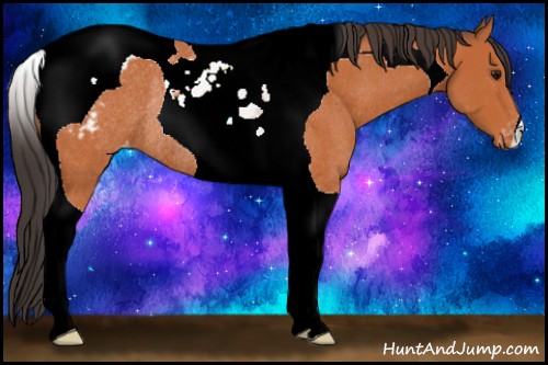 Horse Color:Bay Tobiano Appaloosa Rabicano 