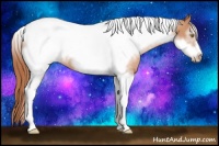 Horse Color:Gold Champagne Sabino Tobiano Frame Rabicano 