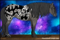 Horse Color:Grullo Appaloosa Rabicano 