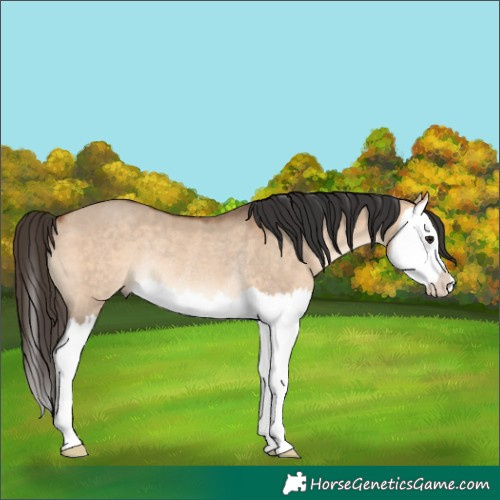 Horse Color:Bay Dun Splash Rabicano