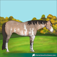 Horse Color:Bay Dun Sabino 