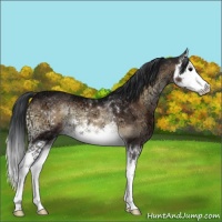 Horse Color:Brown Ice Onyx Splash 